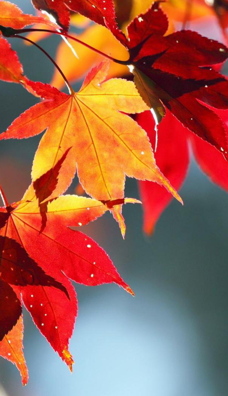 background-image